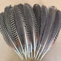 Wholesale 10-12"/12-14" Natural Brown Barred Mottled Peacock Wing Quills Feathers  for Decoration