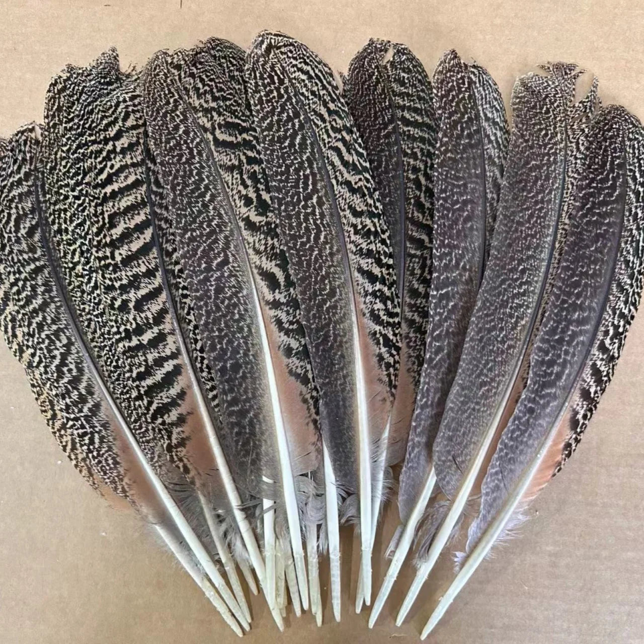 Wholesale 10-12"/12-14" Natural Brown Barred Mottled Peacock Wing Quills Feathers  for Decoration
