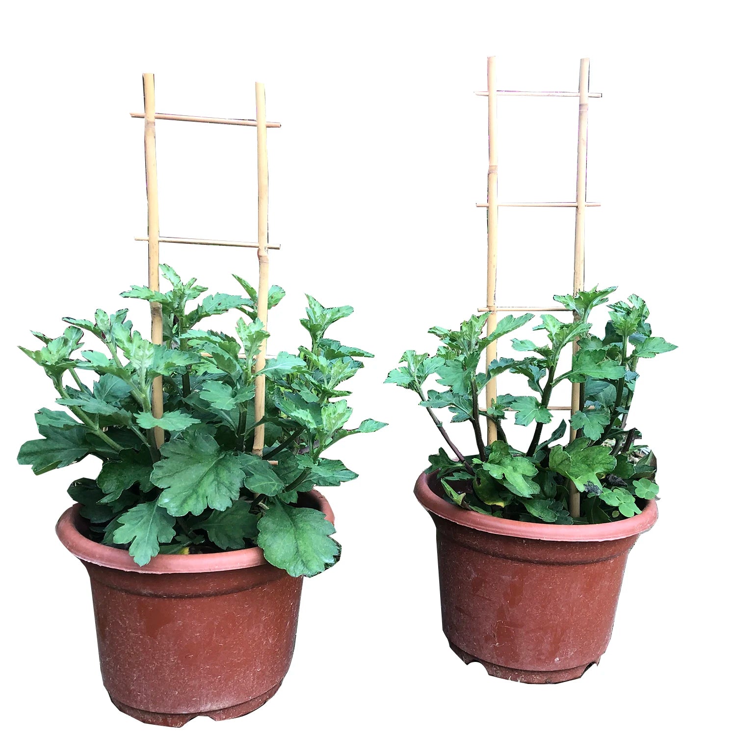 Raising RS33007 All-Season Simple Bamboo Cane Ladder Trellis for Plant Support