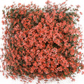 Red Maple Leaf Artificial Green Wall Panel Eco-Friendly PE Material Plastic Shrubs and Grass for Outdoor Use