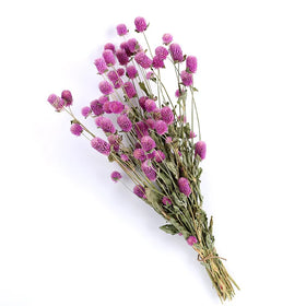 Dried Flowers Globe Amaranth Flower & Gomphrena Globosa for Flower Arrangement