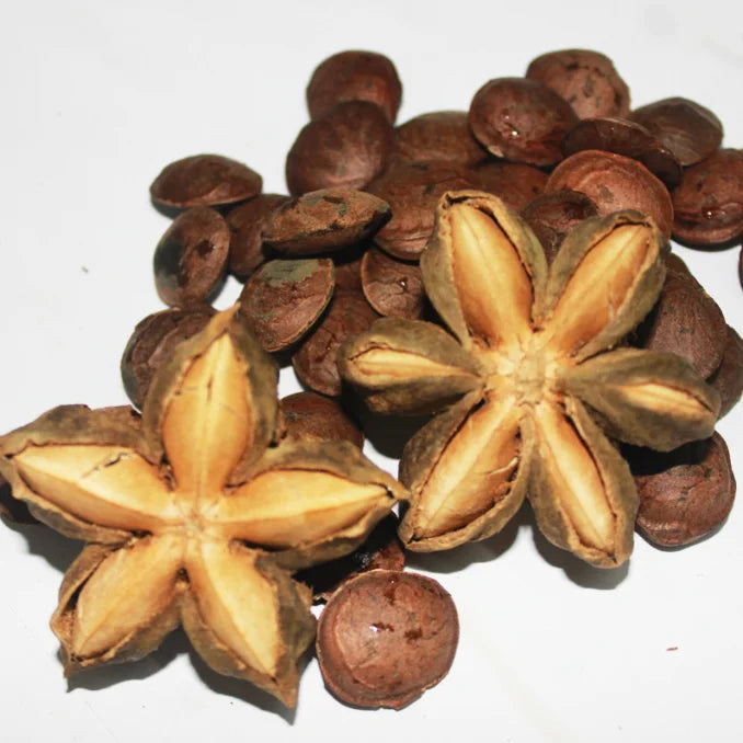 Yin Jia Guo Plukenetia Volubilis Sacha Inchi Nuts Inca-peanut Flower Dried Fujian Origin 1kg/bag JN Brand for Oil