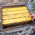 Benefitbee Beekeeping Tools Bee Frames Plastic Comb Honey Frame