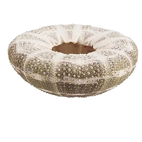 Delicate Art Deco Design Unique Natural Sea Urchin Shells and Pineapple Potted Glass & Crystal Vases