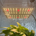 Separate Control UV IR Kingbrite 65W Samsung LM301H EVO+Osr (660nm+730nm)+LG UV Dimmable Led Grow Light