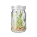 240ml Transparent Round Mini Plant Tissue Culture Glass Bottle with Cork Sealing and Plastic Lid for Fruit for Screen Printing