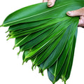 Biodegradable Disposable Dining Table Sushi Sushi Decoration Bamboo Leaf