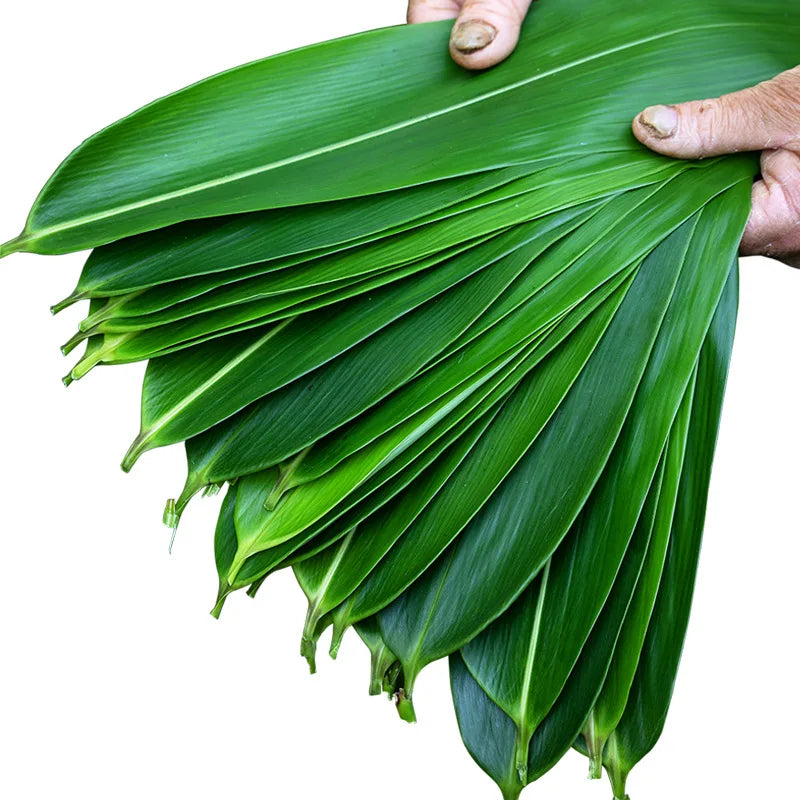 Biodegradable Disposable Dining Table Sushi Sushi Decoration Bamboo Leaf
