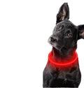 2025 New Design Glowing LED USB Rechargeable Pet Dog Necklace Light Collar Multicolor  Light up Flashing Pet Cat Dog LED Collar
