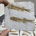 Wholesale Precious Stone Display Popular Science Stone Lycoptera Fish fossil 2fish Within 1 Stone with PE Box for Gift MegaBDM