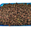 Natural Raw Chinese Oriental Arborvitae Cypress Fruit Dried Platycladus Orientalis Cones for Herb