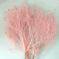 Wholesale High Quality Dried Flowers & Plants Boho Style Bunches of Real Natural Soft Dream Grass Dried Flowers for Decoration