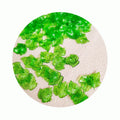 Hot Sell Jewelry Bead Green Leaf Charms Gifts and Craft Acrylic Small Beads for Jewelry Making