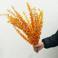 Dried Colorful Eucalyptus Branches Leaves Flower Arrangement Boho Wedding Decoration & Supplies Wholesale Flowers