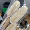 H05314  Most Popular Real Plant Fruit Dried Flowers Immortal Dipsacus Sativus for Home Decor