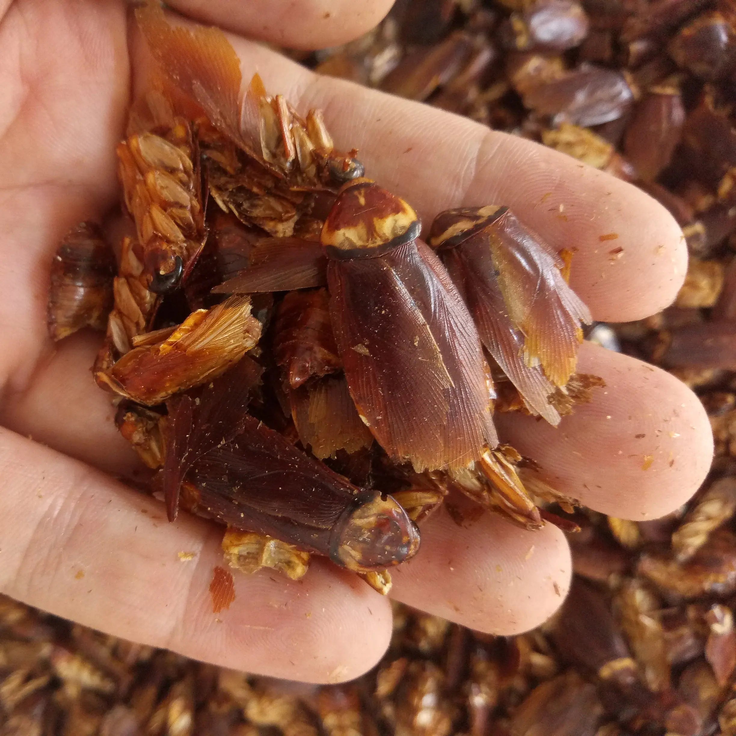 Hotsale Insect Herb Oriental Cockroach Dried Whole Americah Cockroach for Sale