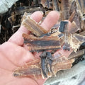 Chinese Insect Herb Dried Pheretima Vulgaris Body Clean Pheretima Guillelmi Cuts for Sale