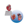 Canine Dog Heart Anatomy Model for Teaching Aids