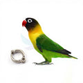 Wholesale 2023 Cheap Inner 3.5mm 4.5mm 5.5mm 6.5mm 7.5mm 8.5mm 9.5mm 11.5mm 14.5mm Alloy Canary Parrot Bird Pigeon Foot Leg Ring