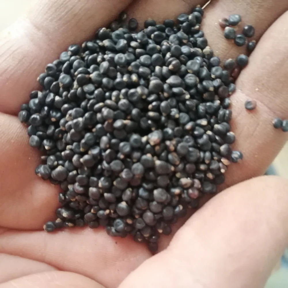 Shui Hong Hua Zi POLYGONI ORIENTALIS Seeds Dried Natural Raw FRUCTUS POLYGONI ORIENTALIS for Sale