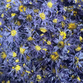 Organic Blue Lotus EU Standard Bulk 1kg Nymphaea Caerulea Water Lily Dried Flower Tea Smoking | OEM Tea Bag/Pouch/Sachet