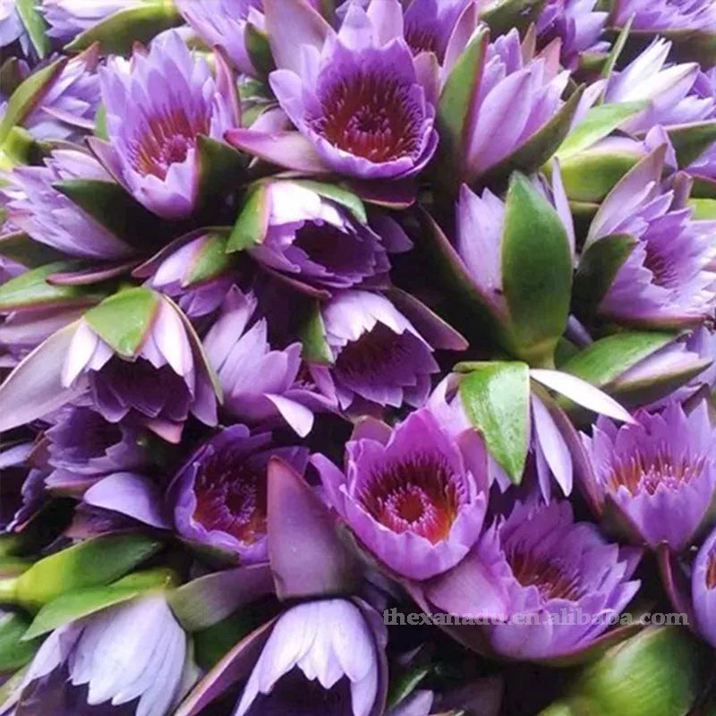 Xanadu Lucid Dreaming Loose Dried Blue Lotus Flowers Herbal Tea Bulk Wholesale Self Own Garden Direct Supply Sustainable Harvest