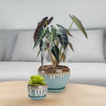 Matt Gray Blue with Brown Artistic Edge Ceramic Flower Pot Glow Glaze with Tray Drainage Hole Plant Garden Custom Size