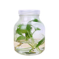 Wholesale 630ml 650ml Plant Tissue Culture Jars Water Plant Autoclaveable Glass Jar With Pp Plastic Lid