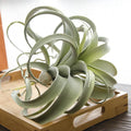 E114 Wholesale Flocked Green Grass Pineapple Leaves Hanging Green Plant