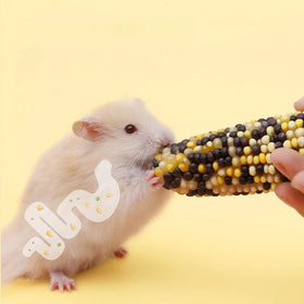 Natural Corn-based Hamster Treats: Highly Nutritious Durable for Chewing and Grinding Teeth