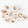 Wholesale 10Pcs /Bag Fashionable Triangle Shell Beads Seashell for DIY Necklace  Bracelet Jewelry Making