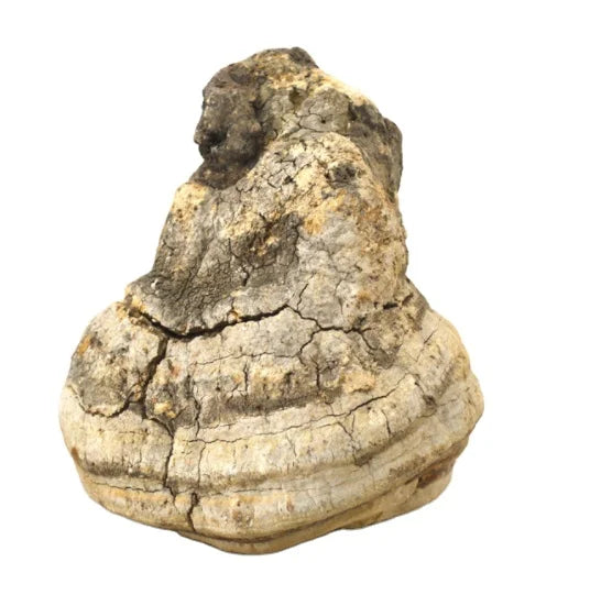 Wholesale China Cultivated Laricifomes Officinalis Edible Whole Mushrooms Raw Dry Clean Chengyitang Brand for Sale