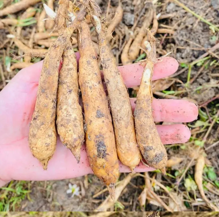 Zhu Shu /zhu Yu Natural Dried Maranta Arundinacea Root Arrowroot Rhizome for Herb