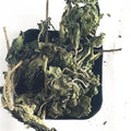 Xun Ma Ye OEM/ODM Wild Dry Nettle Leaf Herb Tea Dried Stinging Nettle Leaves