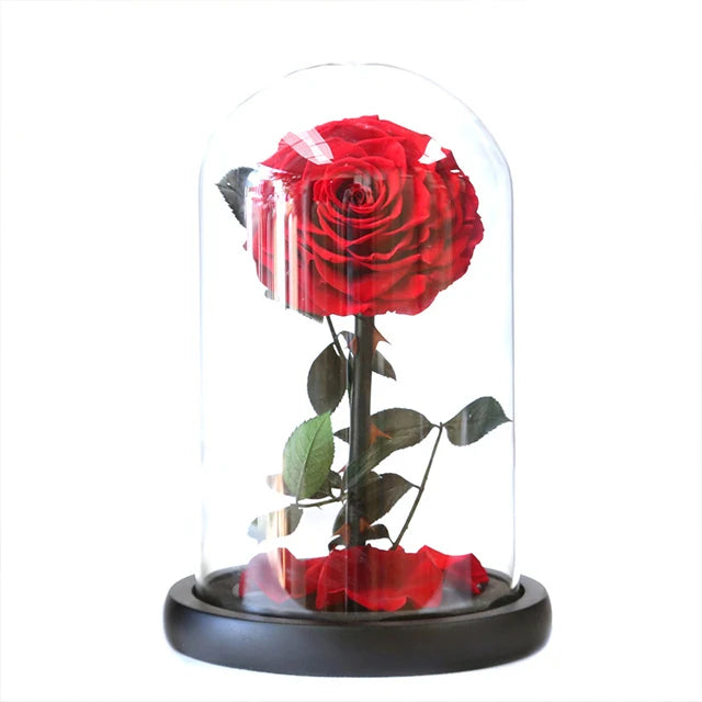 Ammy Red Preserved Rose Eternal Flower With Glass Cover for Christmas Weddings New Year Valentine's Day Gift Idea