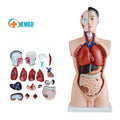 Medical Science Teaching 85cm Human Torso PVC Plastic Detachable Parts Anatomy Demonstration YULIN YL-208 for Schools CE/ISO