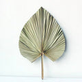Papaya Leaf Fan Natural Cattail Leaf Fan for Home Party Wedding Decoration with customized size