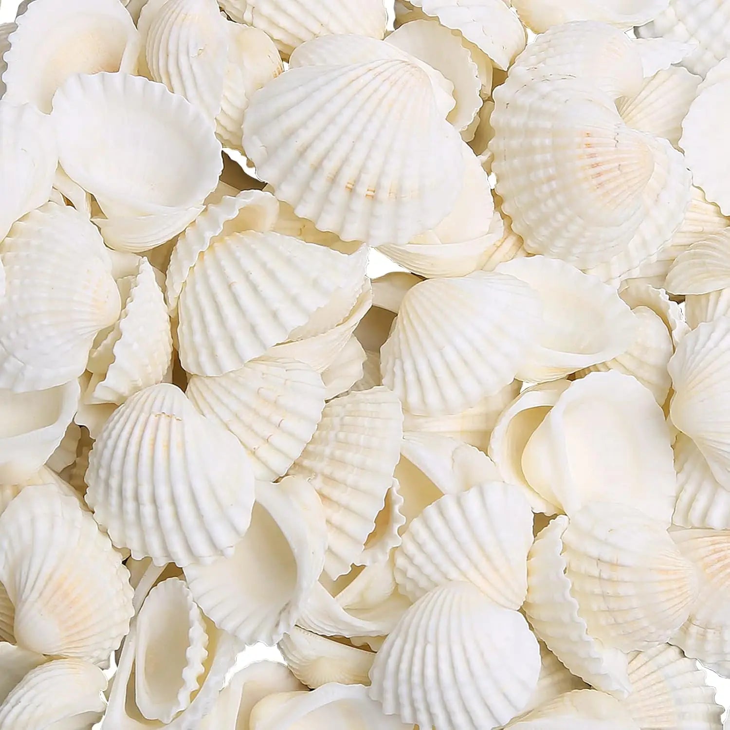Small White Sea Shells 330g 140~160pcs Bulk Tiny Seashells for Craft Decor 1/2" - 1 1/4" Natural Scallop Shells
