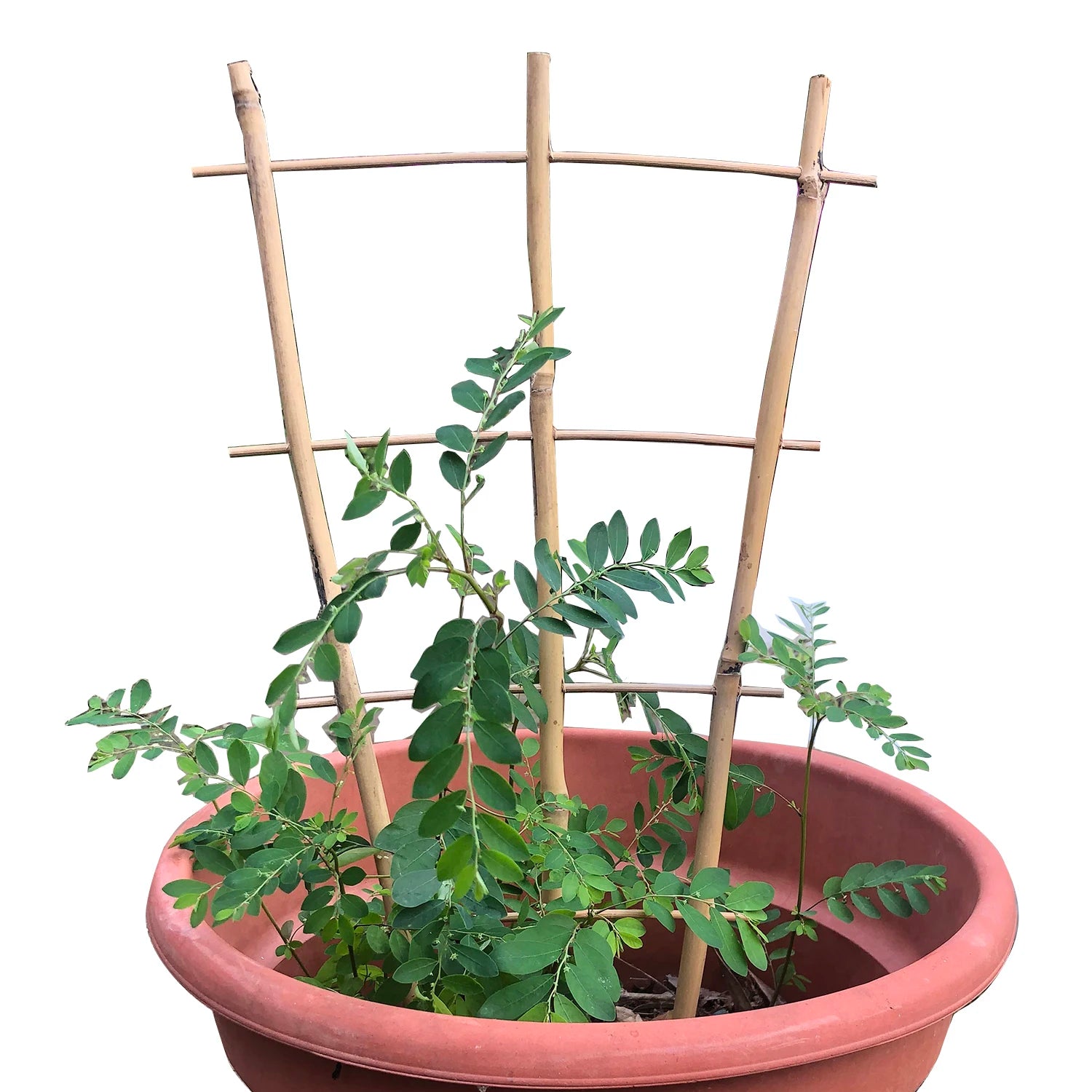 New Launched Eco-friendly Farm Bamboo Cane Plants Ladder Bamboo Pole Rack Bamboo Stake Trellis Raising RS33007 All-Season
