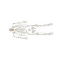 Medical Science Full Size Human Disarticulated Skeleton with Skull Educational Science Model