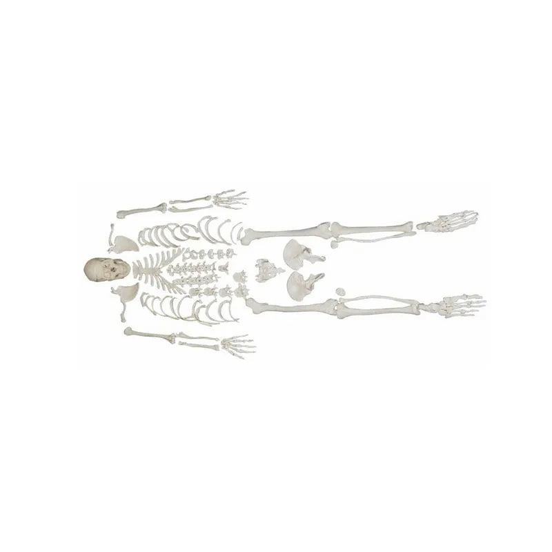 Medical Science Full Size Human Disarticulated Skeleton with Skull Educational Science Model