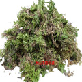 Hotsale Wild Club Moss Raw China Firmoss Huperzia Serrata Dried Lycopodium Plants for Herb