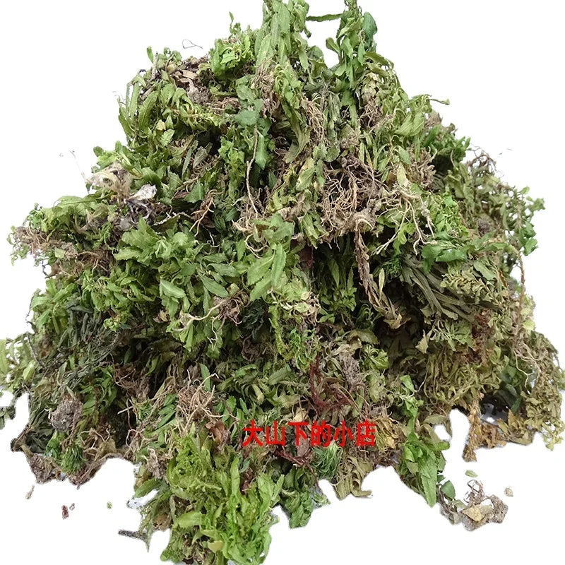 Hotsale Wild Club Moss Raw China Firmoss Huperzia Serrata Dried Lycopodium Plants for Herb