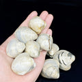 Wholesale Colorful Natural Healing Stone Shell Fossils Polished in Bags Customized Options for Home Desk Collectible Decoration