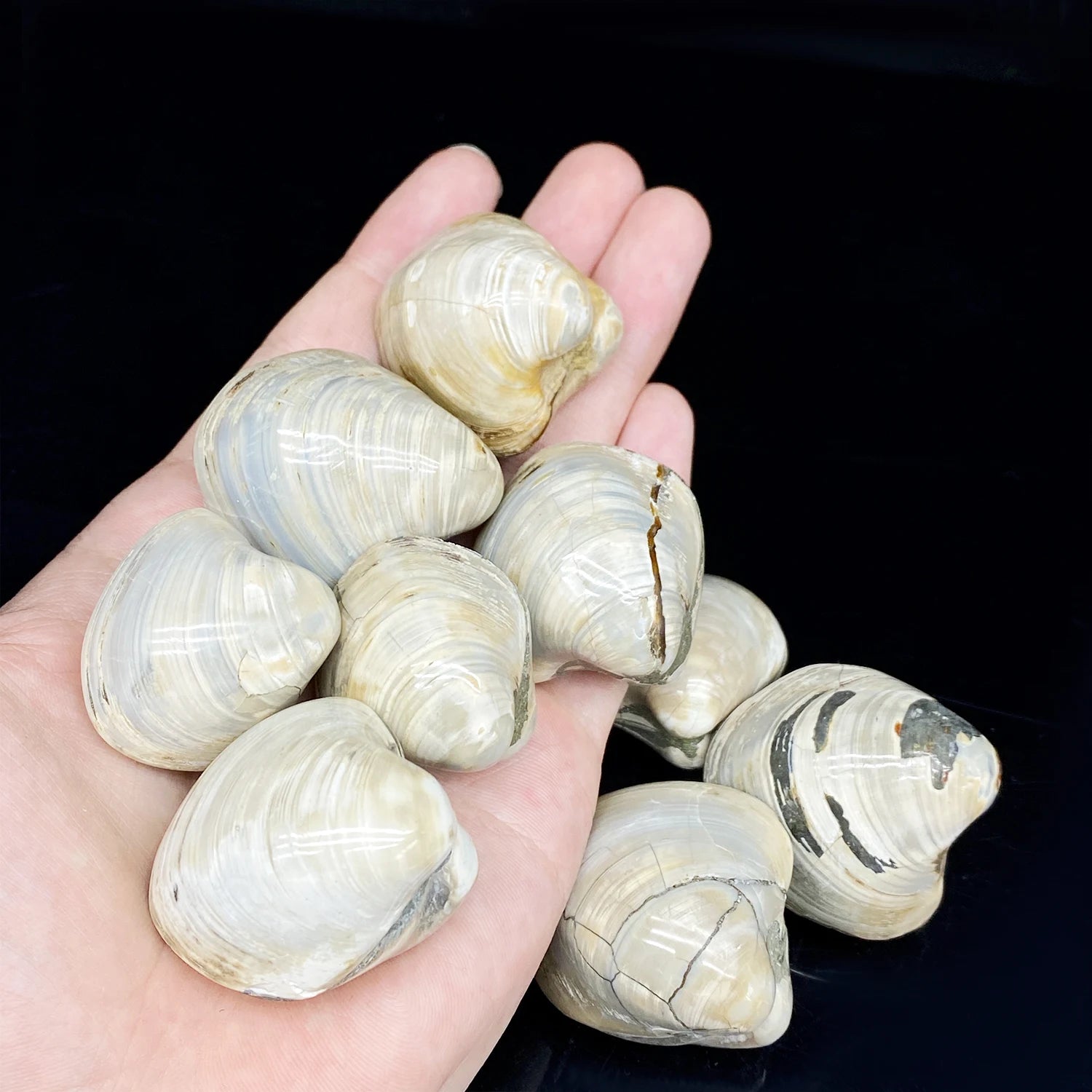 Wholesale Colorful Natural Healing Stone Shell Fossils Polished in Bags Customized Options for Home Desk Collectible Decoration