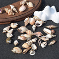 Wholesale Hawaiian Ocean Style Natural Sea Conch Shell for Home Office Decoration Shell Craft Pendants Charm for Jewelry Making