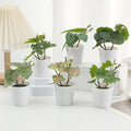 Duofu Home Decoration Plants White Plastic Bucket Plants Wholesale Office Desktop Decoration