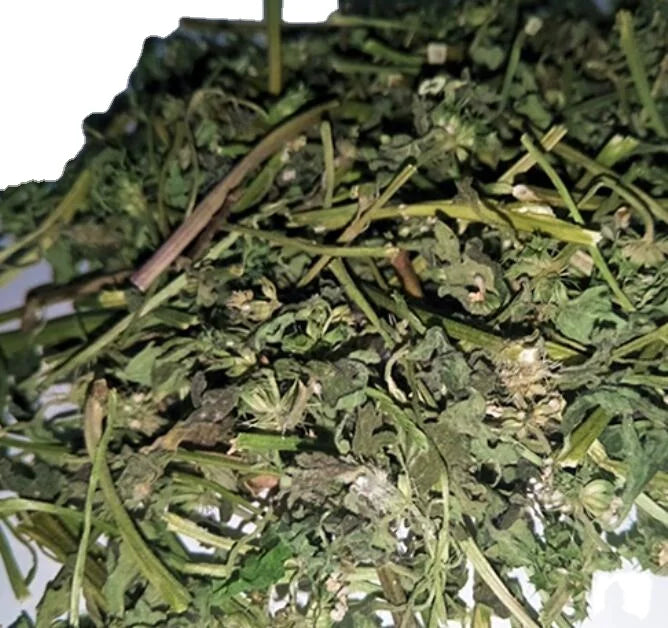 Natural Cheap Price Dried Marrubium Vulgare Plant Cut for Sale