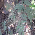 Da Ye Gu Sui Bu Davallia Divaricata ROOT Natural Raw Dried Davallia Divaricata Rhizome for Herb