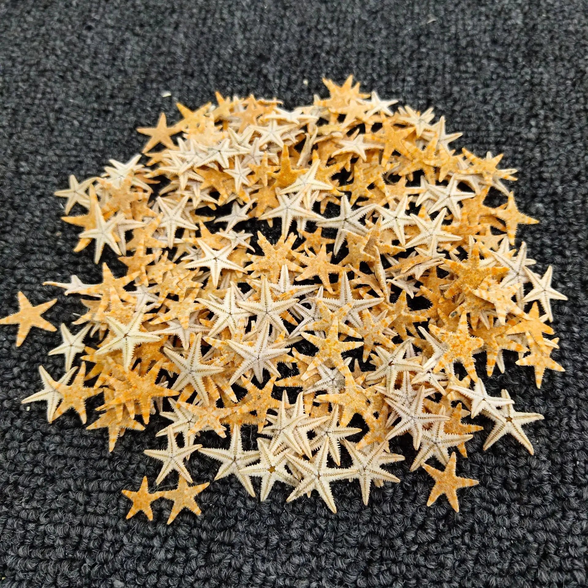 1000Pcs 0.5-3cm Mini Starfish Craft Decoration Natural Sea Stars DIY Beach Cottage Wedding Decor Crafts Wedding
